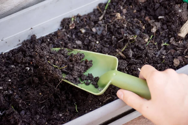 Mão segurando espátula verde com o solo da bandeja da planta. Conceito de jardinagem — Fotografia de Stock