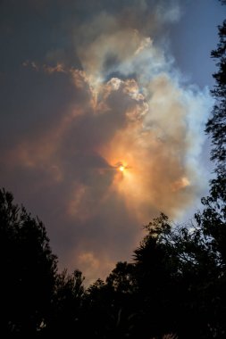 Avustralya çalı ateşi: ağaçların siluetleri ve orman yangınlarından çıkan duman gökyüzünü kaplıyor ve dumanın içinden neredeyse hiç güneş görünmüyor. Felaket yangın tehlikesi, Nsw, Avustralya