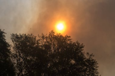 Avustralya çalı ateşi: ağaçların siluetleri ve orman yangınlarından çıkan duman gökyüzünü kaplıyor ve dumanın içinden neredeyse hiç güneş görünmüyor. Felaket yangın tehlikesi, Nsw, Avustralya