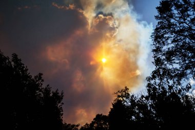 Avustralya çalı ateşi: ağaçların siluetleri ve orman yangınlarından çıkan dumanlar gökyüzünü kaplıyor ve dumanın içinden zar zor görünen parlayan güneş