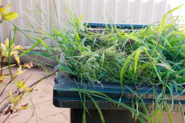 Bahçe atıklarıyla dolu yeşil konteynır. Daha iyi bir çevre için çöplerin geri dönüşümü.