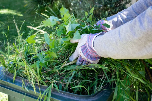 Recipiente de lixo verde cheio de lixo de jardim. Mãos usando luvas de jardinagem fazendo primavera limpar no jardim. Reciclagem de lixo para um ambiente melhor . — Fotografia de Stock