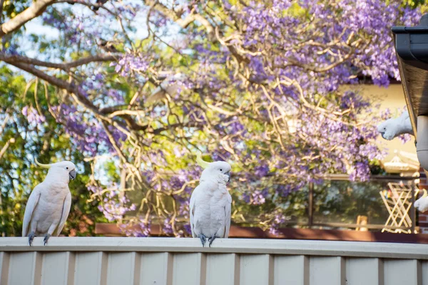 Cacatúas de cresta de azufre sentadas en una valla con hermoso fondo de jacaranda floreciente. Vida silvestre urbana. Visitantes australianos — Foto de Stock