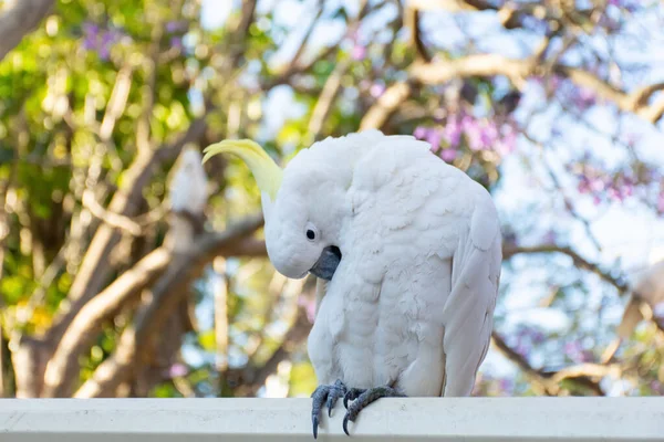 Schwefelhauben-Kakadu sitzt auf einem Zaun mit schönem blühenden Jacaranda-Baum Hintergrund. urbane Tierwelt. Besucher im australischen Hinterhof — Stockfoto