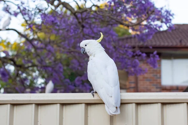 Schwefelhauben-Kakadu sitzt auf einem Zaun mit schönem blühenden Jacaranda-Baum Hintergrund. urbane Tierwelt. Besucher im australischen Hinterhof — Stockfoto