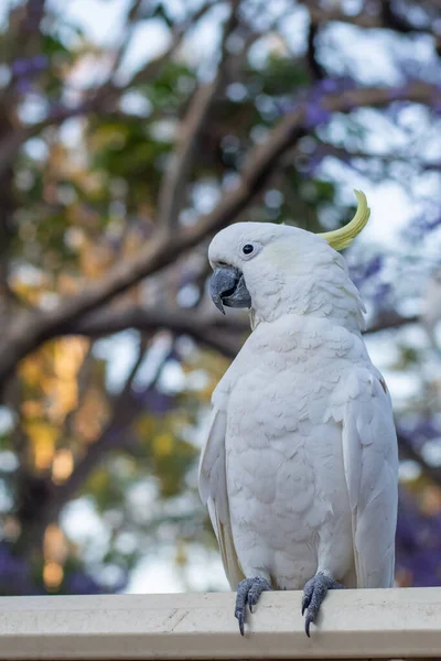 Posti a sedere in cacatua con cresta di zolfo su una recinzione con un bellissimo sfondo di albero di jacaranda in fiore. Fauna selvatica urbana. Visitatori del cortile australiano — Foto Stock