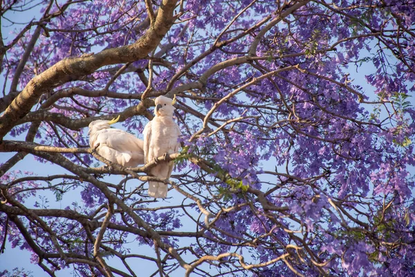 Cacatúa de cresta de azufre sentada en un hermoso árbol de jacaranda en flor. Vida silvestre urbana. Visitantes australianos — Foto de Stock