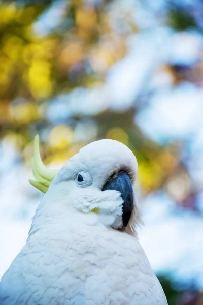 Close up of sulphur-crested cockatoo with purple blooming jacaranda tree on background. Urban wildlife. Australian backyard visitors — Stock Photo, Image