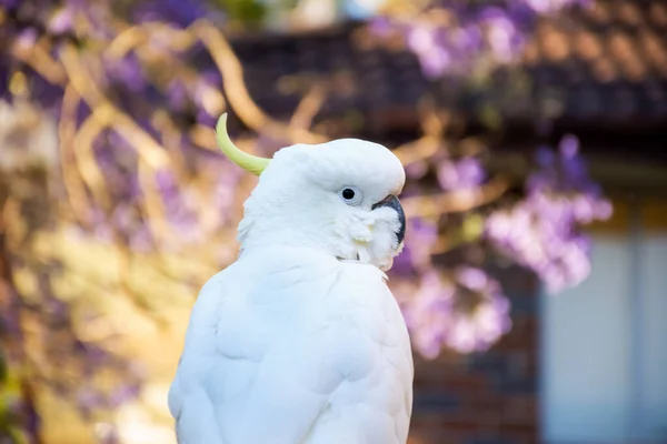 Primer plano de cacatúa de cresta de azufre con jacaranda floreciente púrpura en el fondo. Vida silvestre urbana. Visitantes australianos —  Fotos de Stock