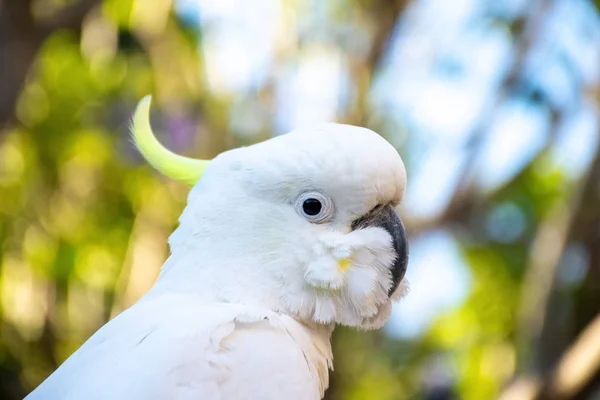 Primer plano de cacatúa de cresta de azufre con jacaranda floreciente púrpura en el fondo. Vida silvestre urbana. Visitantes australianos —  Fotos de Stock