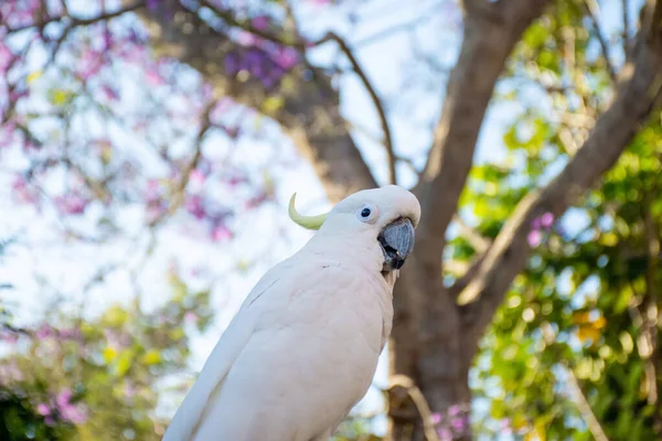 Primer plano de cacatúa de cresta de azufre con jacaranda floreciente púrpura en el fondo. Vida silvestre urbana. Visitantes australianos —  Fotos de Stock