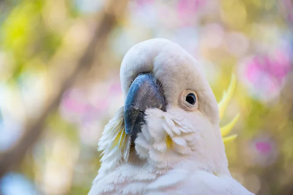 Primer plano de cacatúa de cresta de azufre con jacaranda floreciente púrpura en el fondo. Vida silvestre urbana. Visitantes australianos —  Fotos de Stock