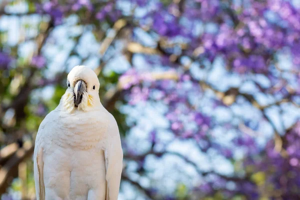 연보라색 꽃이 피는 자카 란다 나무가 있는 유황 깃털이 달린 수탉을 가까이 서 본 모습입니다. 도시의 야생 동물. 오스트레일리아의 뒷마당 방문객들 — 스톡 사진