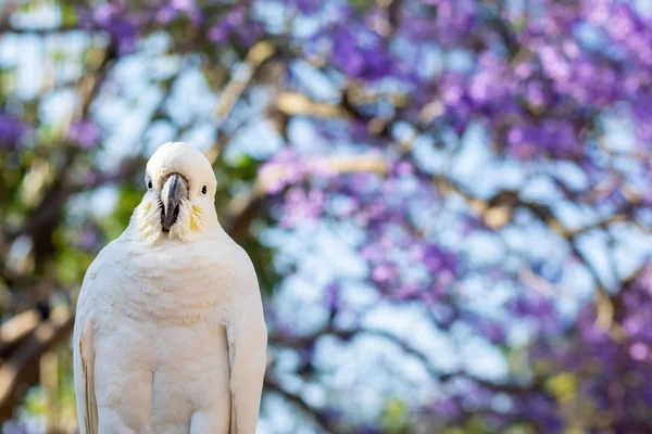 紫色の花を咲かせるジャカランダの木を背景に、硫黄で覆われたカクテルを閉じます。都会の野生生物オーストラリアの裏庭の訪問者 — ストック写真