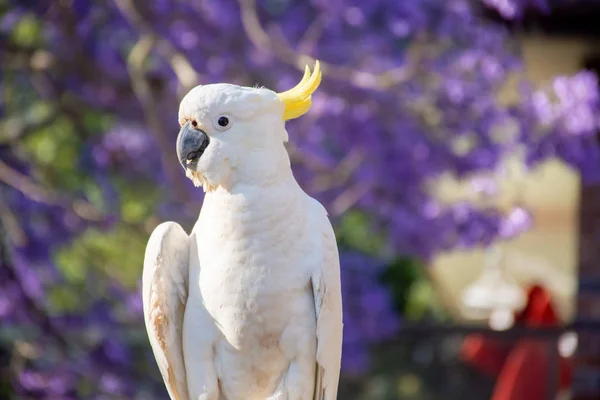 Zbliżenie siarki-crested kakadu z purpurowym kwitnącym drzewem jacaranda na tle. Miejska przyroda. Australijscy goście podwórka — Zdjęcie stockowe