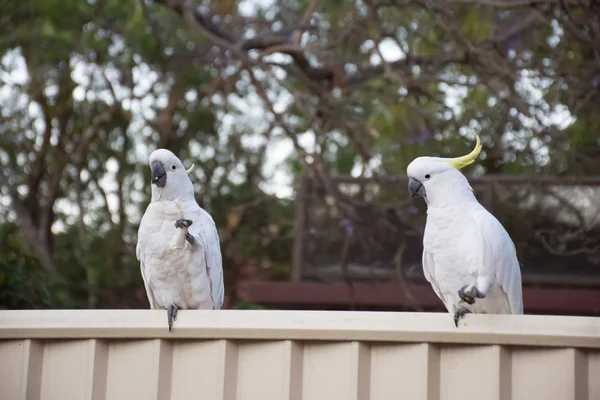 Çitin üzerinde oturmuş ekmek yiyen sülfür armalı kakadular. Şehir yaban hayatı. Avustralyalı ziyaretçiler. Vahşi hayvanları besleme. — Stok fotoğraf
