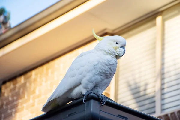 Cacatúa de cresta de azufre sentada en un techo. Vida silvestre urbana. Visitantes australianos — Foto de Stock