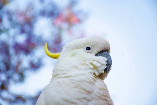 Zbliżenie siarki-crested kakadu z purpurowym kwitnącym drzewem jacaranda na tle. Miejska przyroda. Australijscy goście podwórka — Zdjęcie stockowe