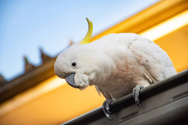 Svavelspräckt kakaduga som sitter på ett tak. Djurliv i städerna. Australiska trädgårdsbesökare — Stockfoto