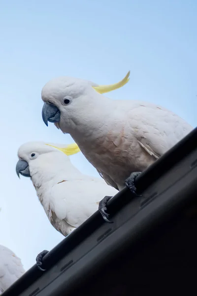 Kén-tarajos kakadu ülések a tetőn. Városi élővilág. Ausztrál háztáji látogatók — Stock Fotó