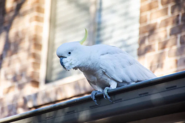 Çatıda duran sülfür armalı papağan. Şehir yaban hayatı. Avustralyalı ziyaretçiler — Stok fotoğraf