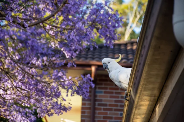 Cacatúa de cresta de azufre sentada en un techo cerca de un hermoso jacaranda púrpura floreciente. Vida silvestre urbana. Visitantes australianos — Foto de Stock