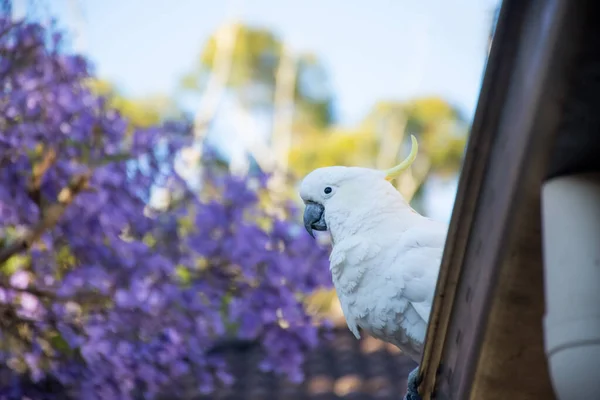 Siarka-crested kakadu siedzenia na dachu w pobliżu pięknego fioletowego kwitnącego drzewa jacaranda. Miejska przyroda. Australijscy goście podwórka — Zdjęcie stockowe