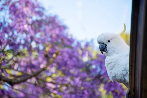 在美丽的紫色盛开的杜鹃树旁的屋顶上，坐着一只硫磺形的鹦鹉。 城市野生动物。 澳大利亚后院游客 — 图库照片