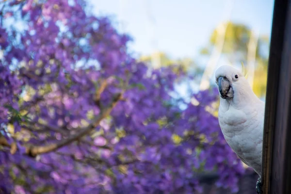 Siarka-crested kakadu siedzenia na dachu w pobliżu pięknego fioletowego kwitnącego drzewa jacaranda. Miejska przyroda. Australijscy goście podwórka — Zdjęcie stockowe