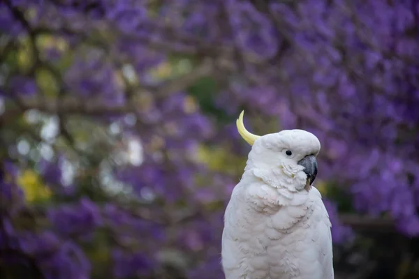 Close up of sulphur-crested cockatoo with purple blooming jacaranda tree on background. Urban wildlife. Australian backyard visitors — Stock Photo, Image