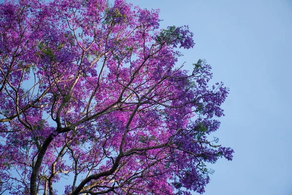 Jacaranda-Baum in voller Blüte mit schönen lila Blüten auf blauem Himmel Hintergrund. Leerraum für Texteingabe — Stockfoto