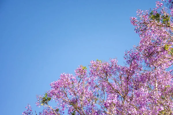 Jacaranda boom in volle bloei met prachtige paarse bloemen op een blauwe hemel achtergrond. Lege ruimte voor tekstinvoer — Stockfoto