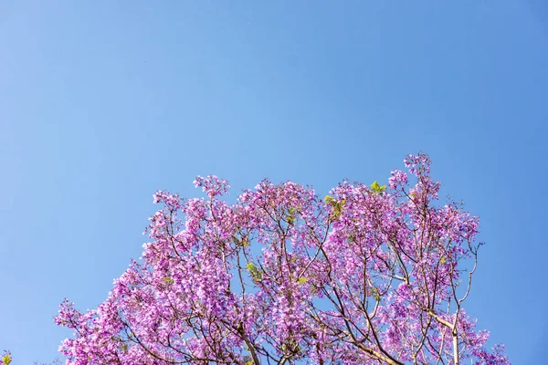 Jacaranda boom in volle bloei met prachtige paarse bloemen op een blauwe hemel achtergrond. Lege ruimte voor tekstinvoer — Stockfoto