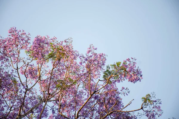 Jacaranda árvore em uma flor cheia com belas flores roxas em um fundo céu azul. Espaço vazio para entrada de texto — Fotografia de Stock