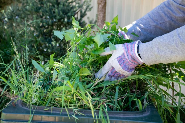 Recipiente de lixo verde cheio de lixo de jardim. Mãos usando luvas de jardinagem fazendo primavera limpar no jardim. Reciclagem de lixo para um ambiente melhor . — Fotografia de Stock