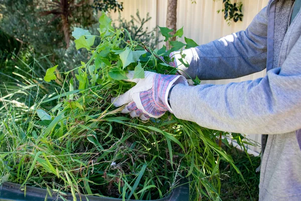 Recipiente de lixo verde cheio de lixo de jardim. Mãos usando luvas de jardinagem fazendo primavera limpar no jardim. Reciclagem de lixo para um ambiente melhor . — Fotografia de Stock