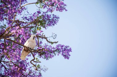 Çiçek açan bir jakaranda ağacının üzerinde sülfür armalı kakadu oturuyordu. Şehir yaban hayatı. Avustralyalı ziyaretçiler