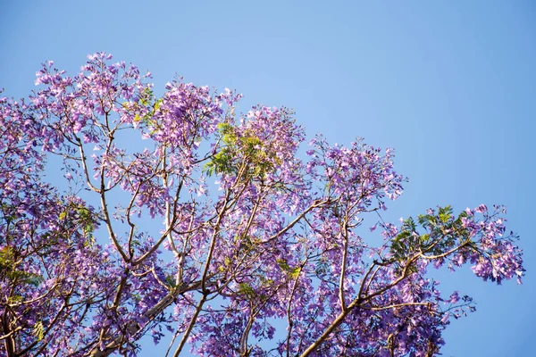 Jacaranda-Baum in voller Blüte mit schönen lila Blüten auf blauem Himmel Hintergrund. Leerraum für Texteingabe — Stockfoto