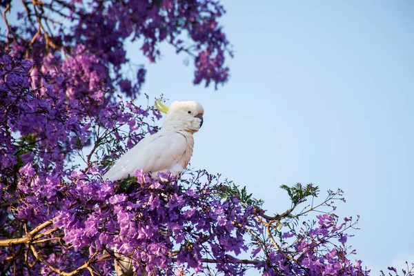 Cacatúa de cresta de azufre sentada en un hermoso árbol de jacaranda en flor. Vida silvestre urbana. Visitantes australianos — Foto de Stock