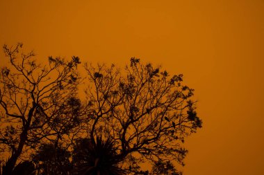 Avustralya çalı ateşi: ağaçların siluetleri ve orman yangınlarından çıkan duman gökyüzünü kaplıyor ve dumanın içinden neredeyse hiç güneş görünmüyor. Duman dumanı. Felaket yangın tehlikesi, Nsw, Avustralya