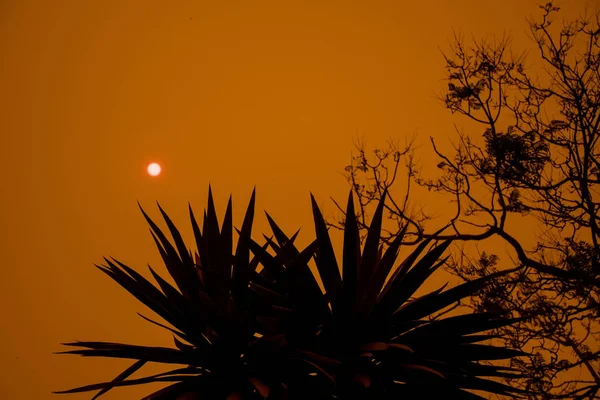 Fogo australiano: árvores silhuetas e fumaça de incêndios florestais cobre o céu e sol brilhante mal visto através da fumaça. Névoa de fumo. Perigo de incêndio catastrófico, NSW, Austrália — Fotografia de Stock