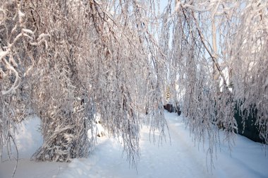 Kış harikalar diyarı: Karla kaplı ağaç dalları