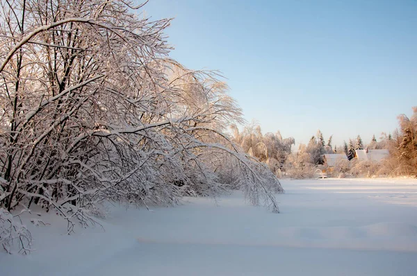 Paese delle meraviglie invernali: rami ricoperti di neve — Foto Stock