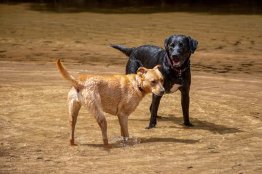 Kırmızı ve siyah labrador avcıları nehirde oynuyorlar..