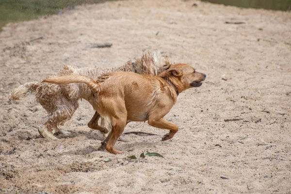 Rød labrador retriever og en groodle - en del golden retriever del puddel - leger i sandet nær floden - Stock-foto