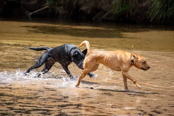 Vermelho e preto labrador retrievers jogar no rio . — Fotografia de Stock