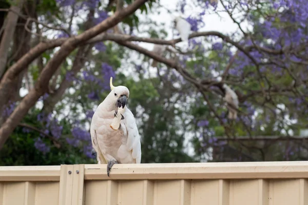 Assentos de cacatua com crista de enxofre em uma cerca com belo fundo de jacarandá florido. Vida selvagem urbana australiana . — Fotografia de Stock