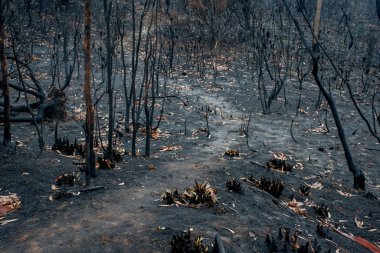 Australian bushfire aftermath: burnt eucalyptus trees suffered from firestorm clipart