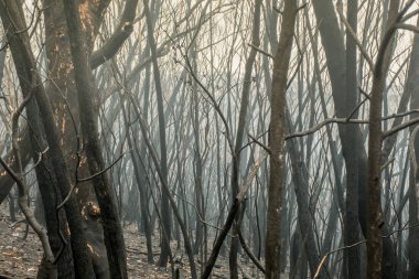 Avustralya 'daki çalı yangını sonrası: Ateş fırtınasından zarar gören yanan okaliptüs ağaçları