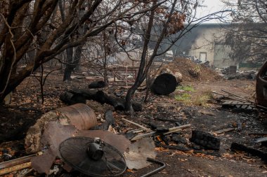 Bilpin, Avustralya - 2020-01-12 Avustralya orman yangını sonrası: Mavi Dağlarda yanmış enkaz